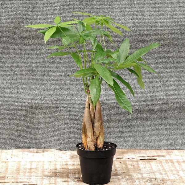 Money Tree - Image 4