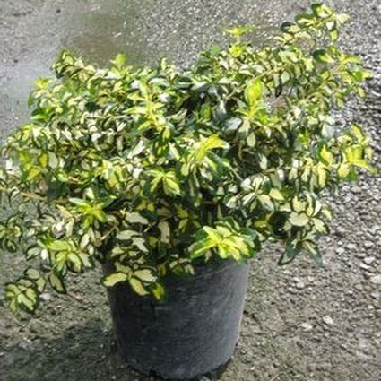 Moonshadow Euonymus - Image 4