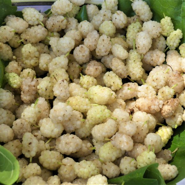 White Mulberry - Image 4