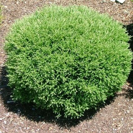 Mr. Bowling Ball Arborvitae - Image 3