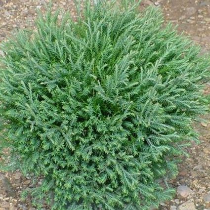 Mr. Bowling Ball Arborvitae - Image 4