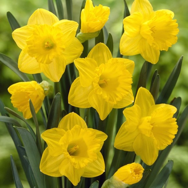 Dutch Master Daffodil Easy Bloom Pad - Image 3