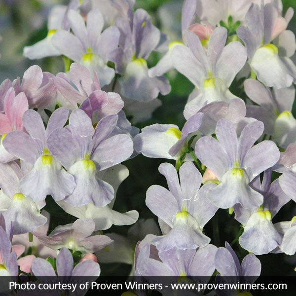 Opal Innocence® Nemesia