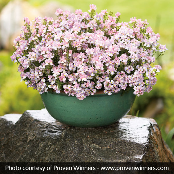 Opal Innocence® Nemesia - Image 3