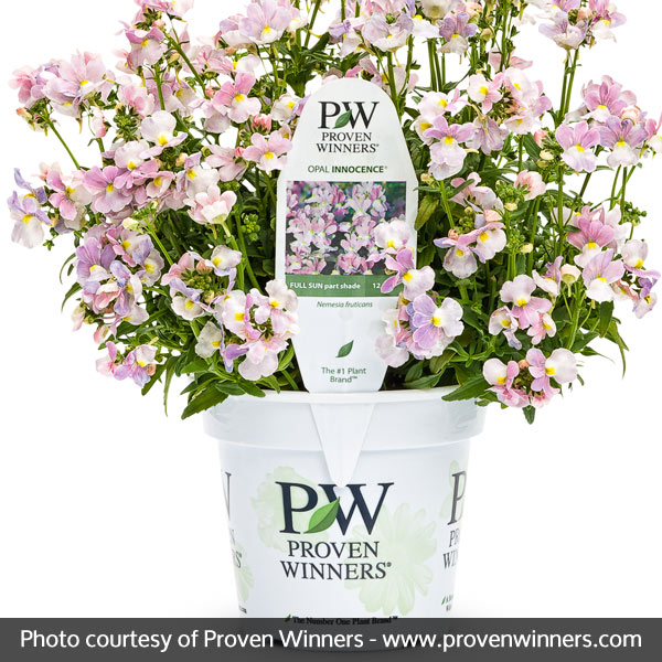 Opal Innocence® Nemesia - Image 4