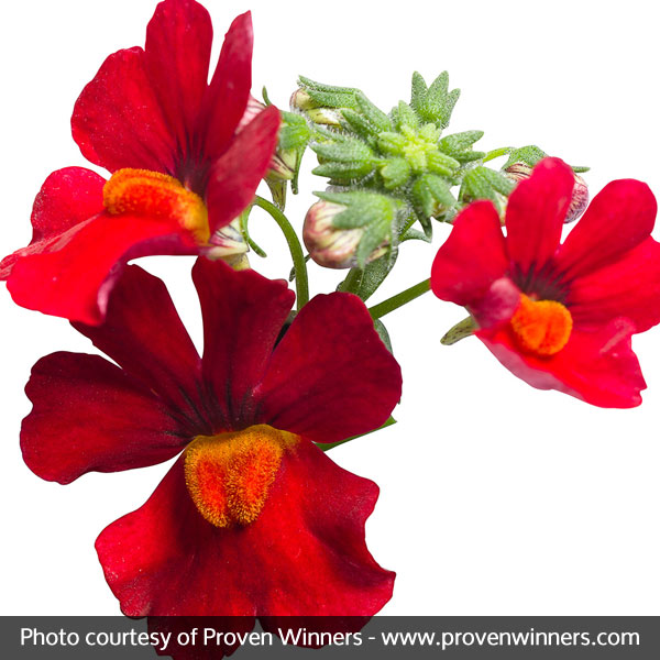 Sunsatia® Cranberry Nemesia - Image 3