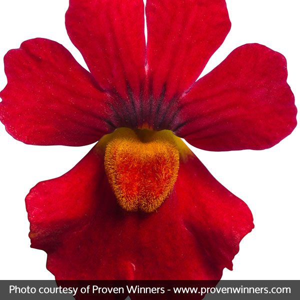 Sunsatia® Cranberry Nemesia - Image 4