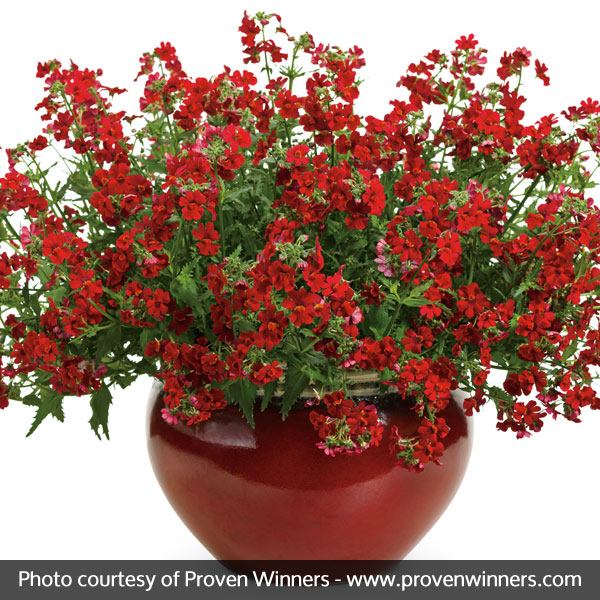 Sunsatia® Cranberry Nemesia - Image 5