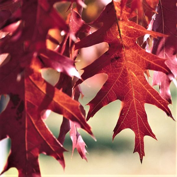 Northern Red Oak - Image 4