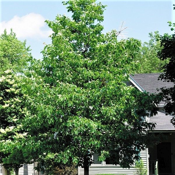 Northern Red Oak - Image 3