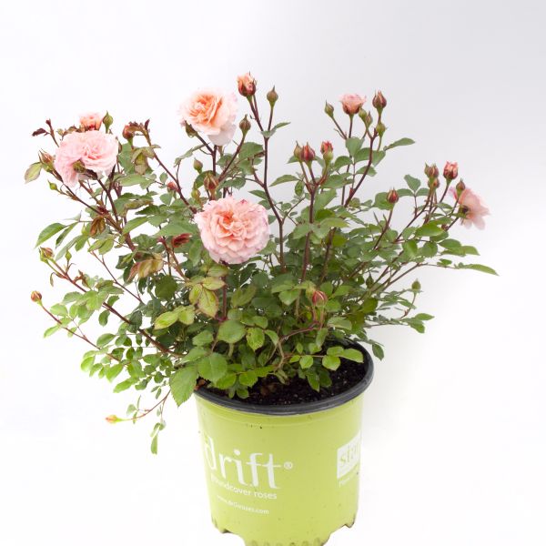 Apricot Drift® Rose - Image 5