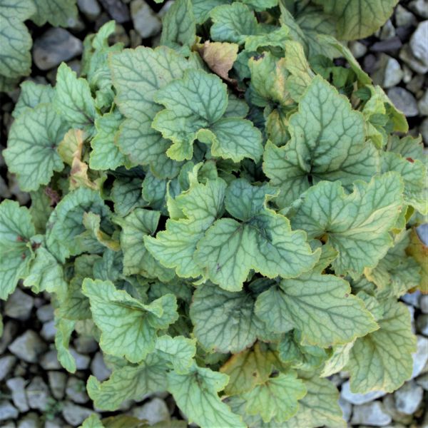 Carnival Cocomint Coral Bells - Image 4