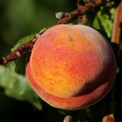 Belle of Georgia Peach Tree - Image 4