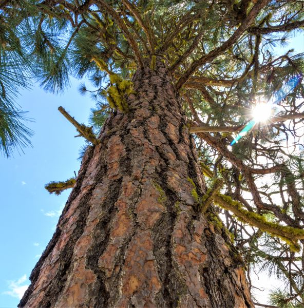 Ponderosa Pine - Image 4