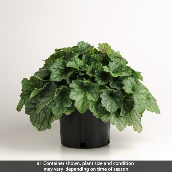 Carnival Cocomint Coral Bells - Image 3