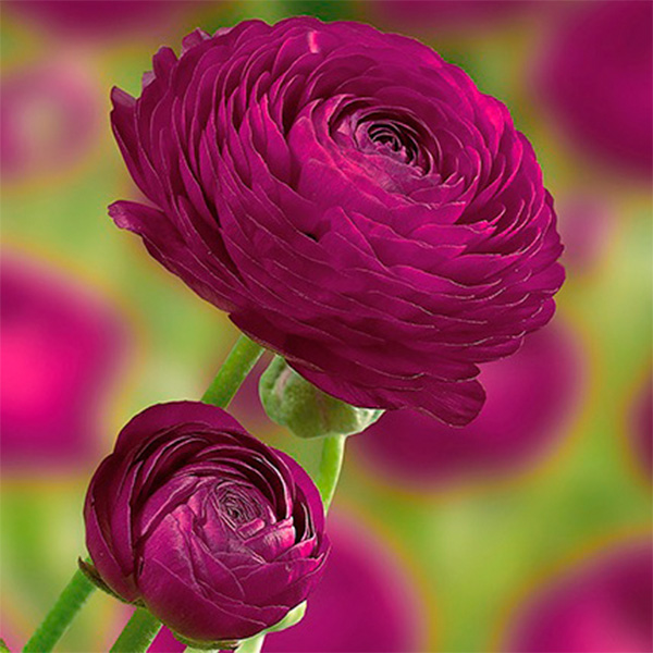 Purple Ranunculus