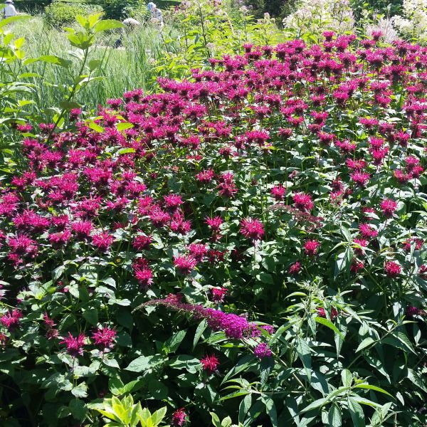 Raspberry Wine Bee Balm - Image 4