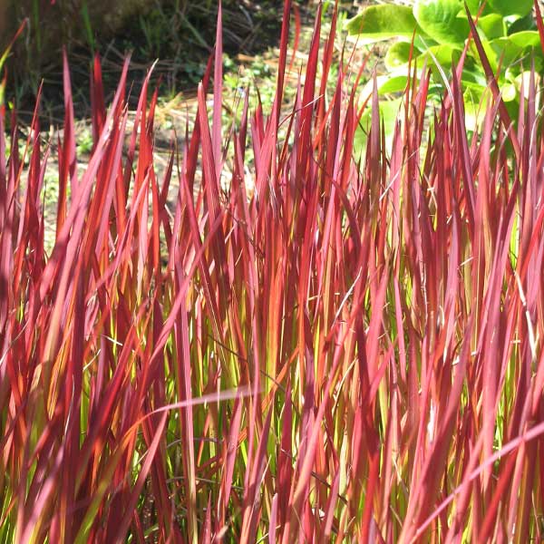 Red Baron Japanese Blood Grass - Image 4