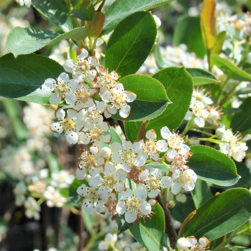 Red Chokeberry - Image 5