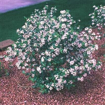 Red Chokeberry - Image 3