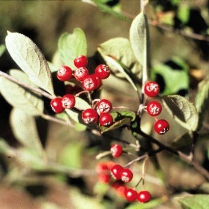 Red Chokeberry