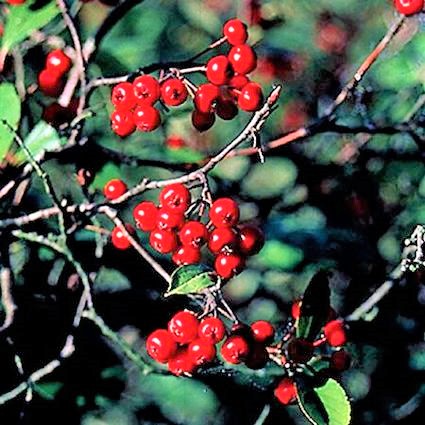 Red Chokeberry - Image 4