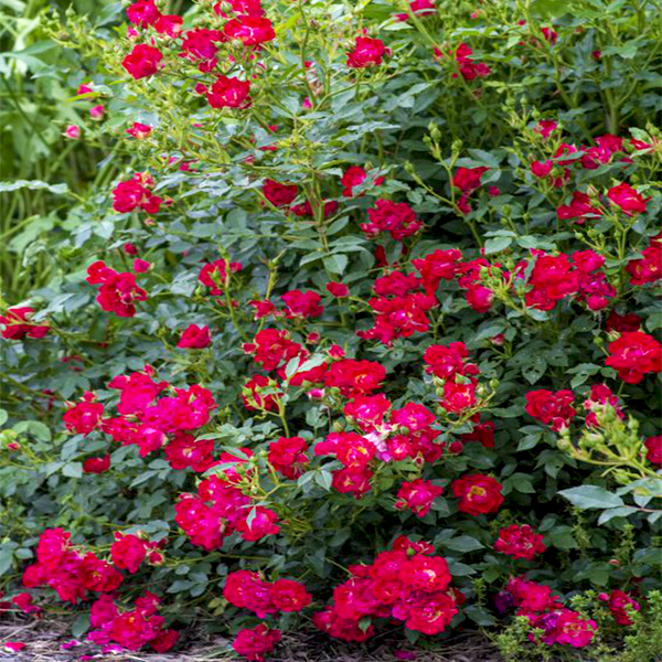 Red Drift® Groundcover Rose - Image 3