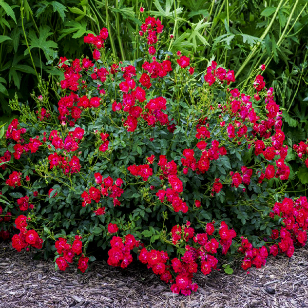 Red Drift® Groundcover Rose - Image 2
