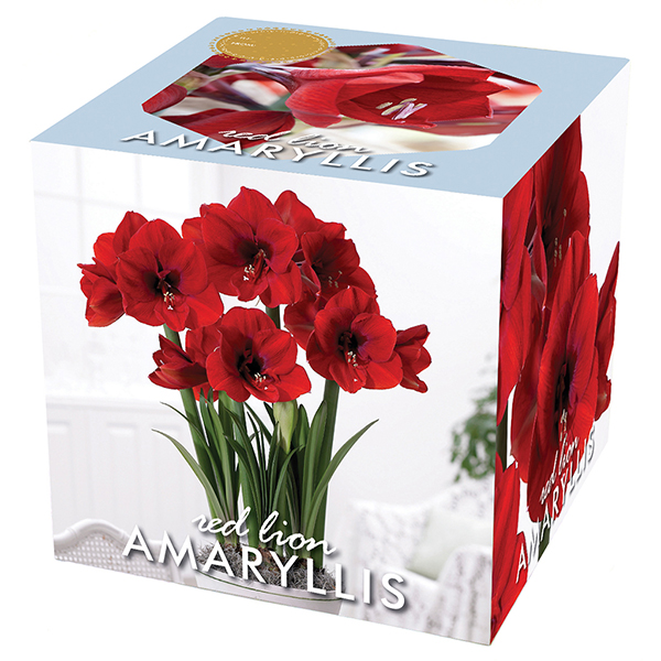 Amaryllis Red Lion Economy Gift Kit