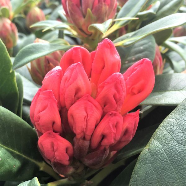 Honey Butter Rhododendron - Image 5