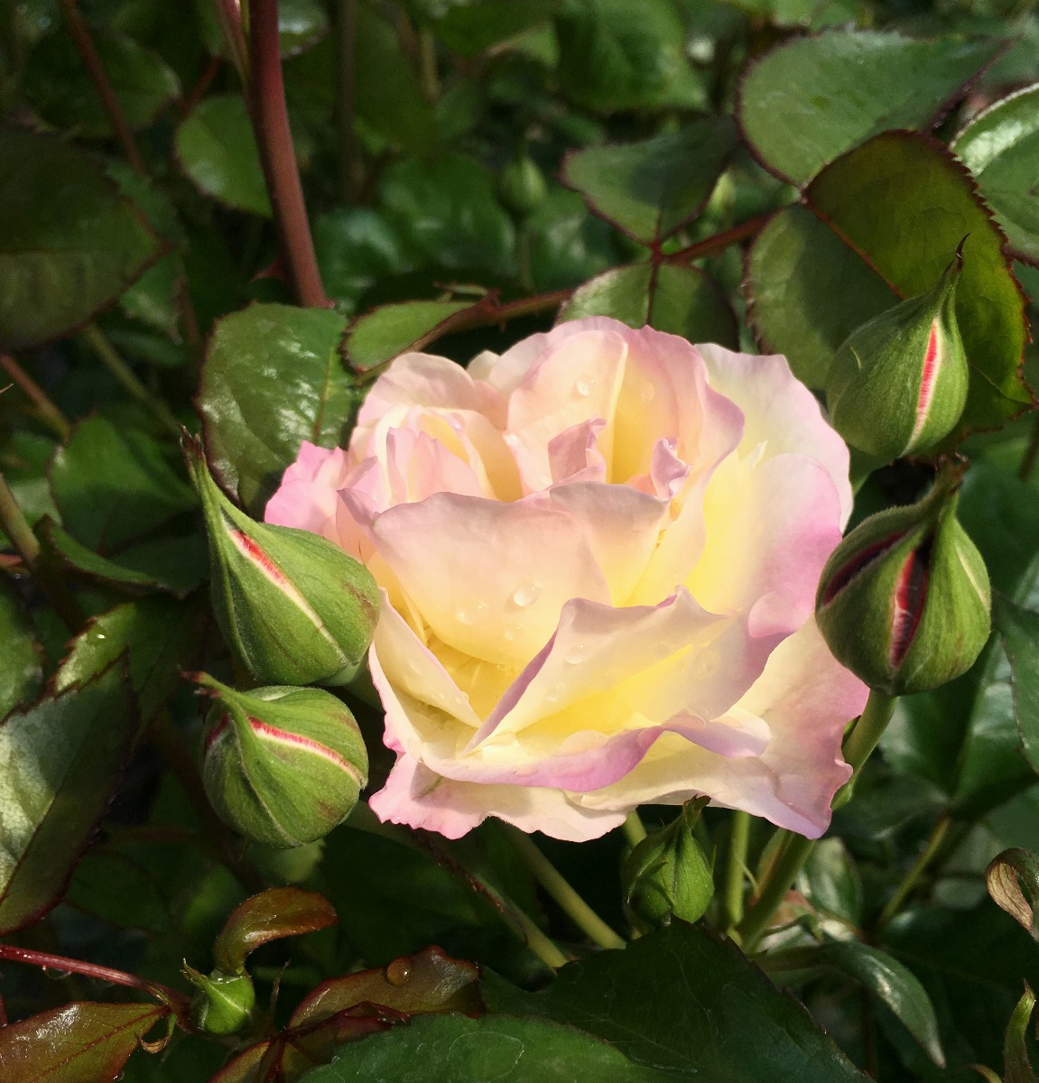 Life of the Party™ Rose