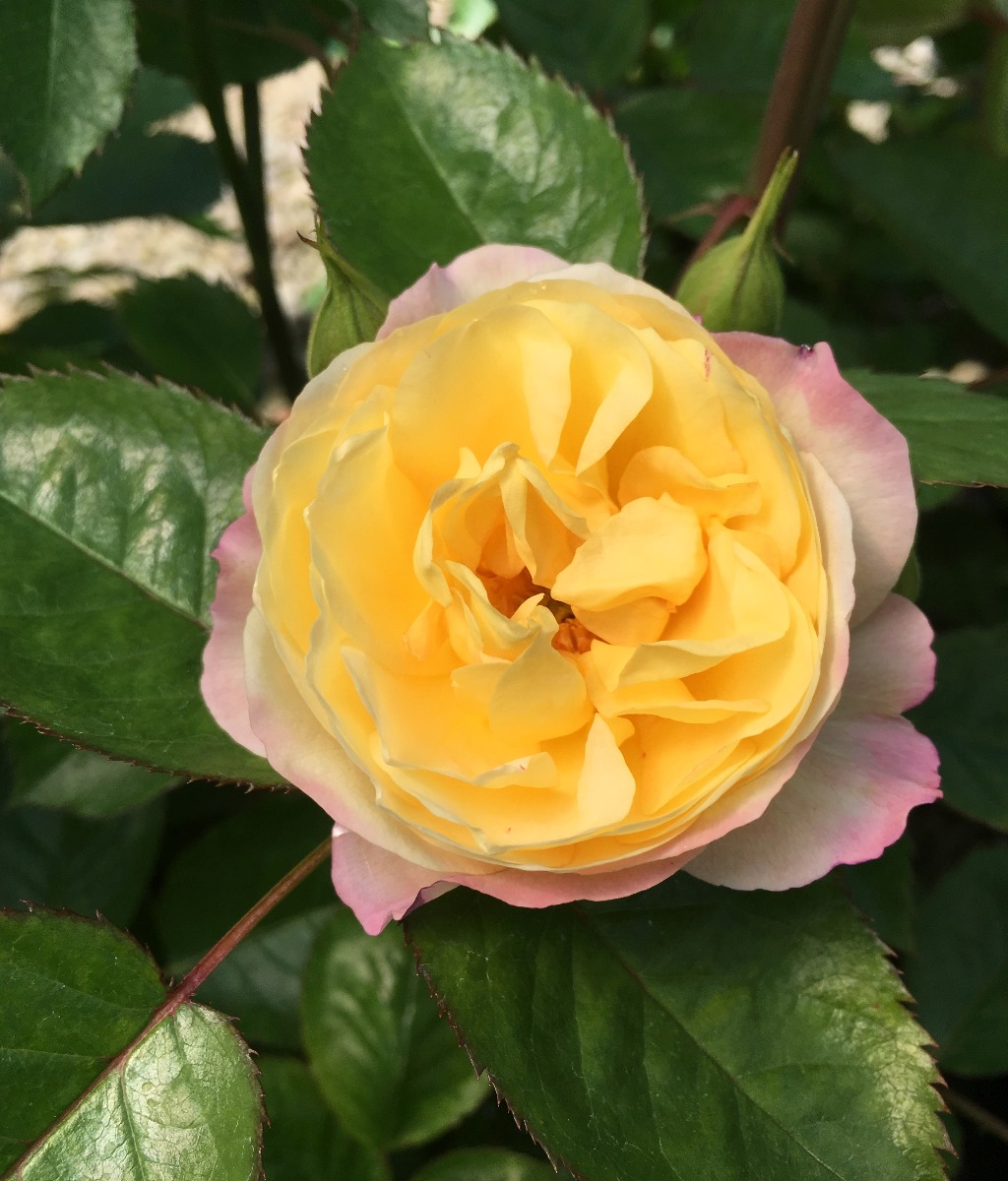 Life of the Party™ Rose - Image 3