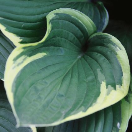Sagae Hosta - Image 3