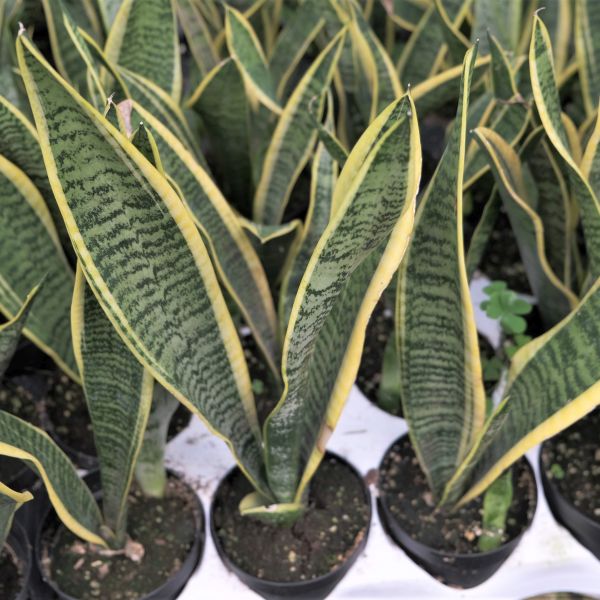 Snake Plant - Image 4