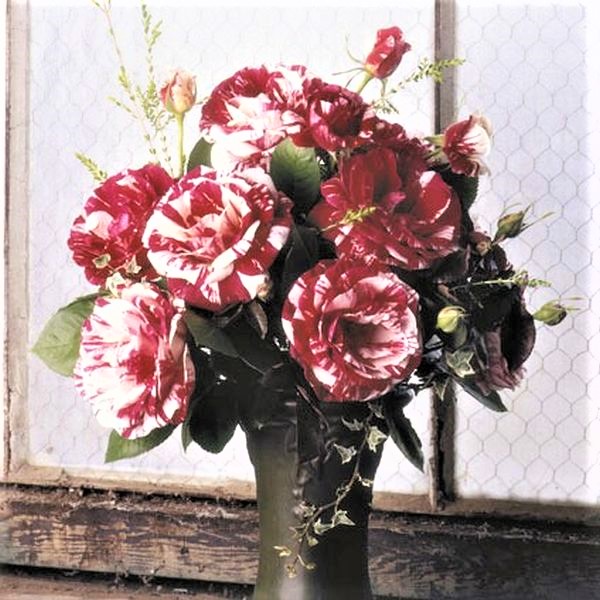 Scentimental™ Floribunda Rose - Image 4