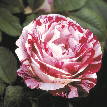 Scentimental™ Floribunda Rose