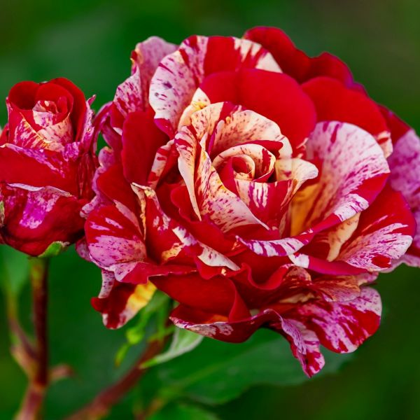 Scentimental™ Floribunda Rose - Image 3
