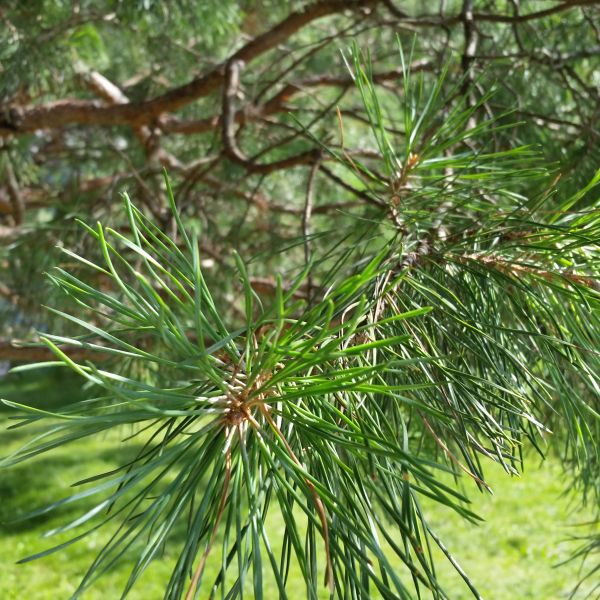 Scotch Pine - Image 4