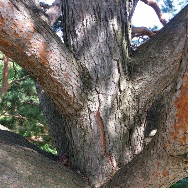 Scotch Pine - Image 5