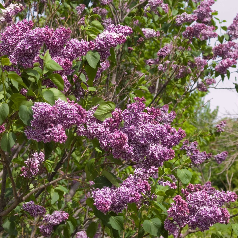 Sensation Lilac - Image 3