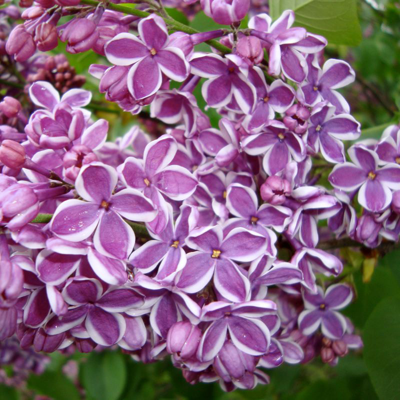 Sensation Lilac - Image 5