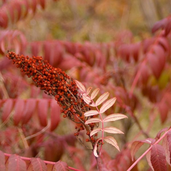Smooth Sumac - Image 3