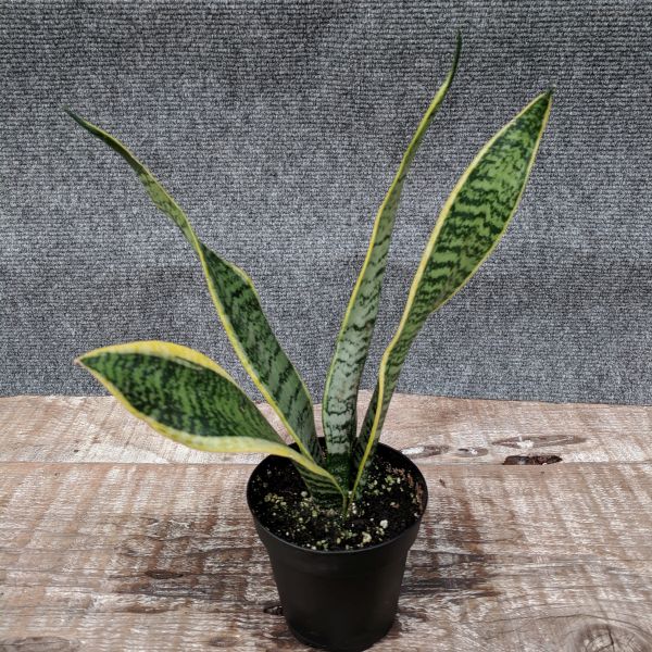 Snake Plant - Image 2