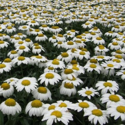 Snowcap Daisy - Image 4