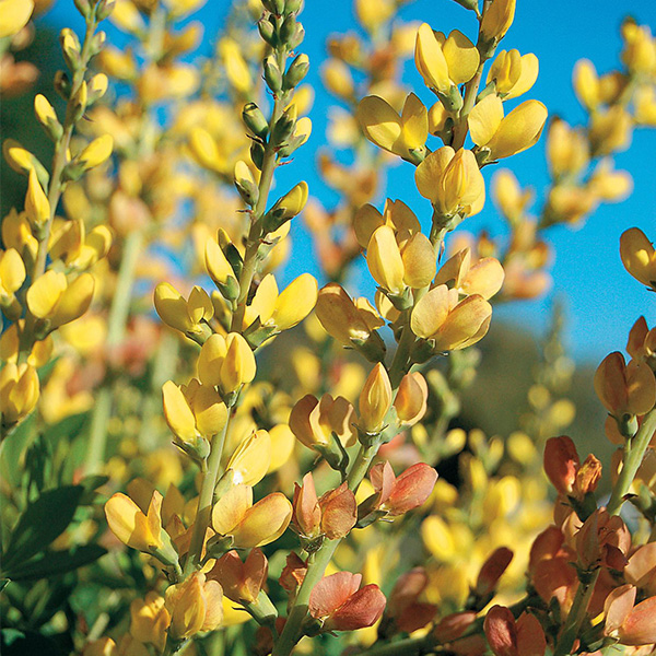 Solar Flare Prairieblues™ False Indigo