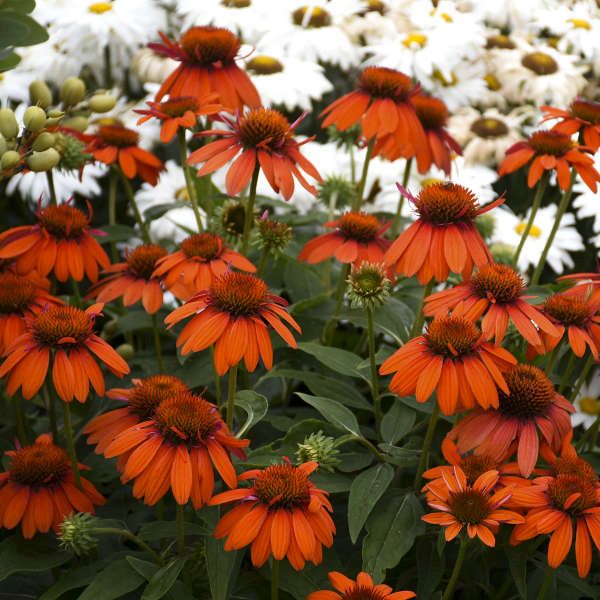 Sombrero Adobe Orange Coneflower - Image 4