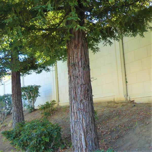 Soquel Coast Redwood - Image 4