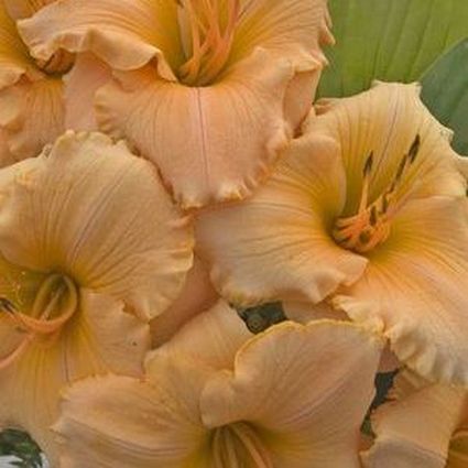 Spanish Glow Daylily - Image 3