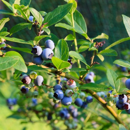 Spartan Blueberry Bush - Image 2
