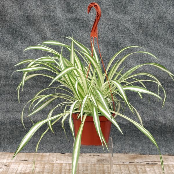 Spider Plant - Image 3
